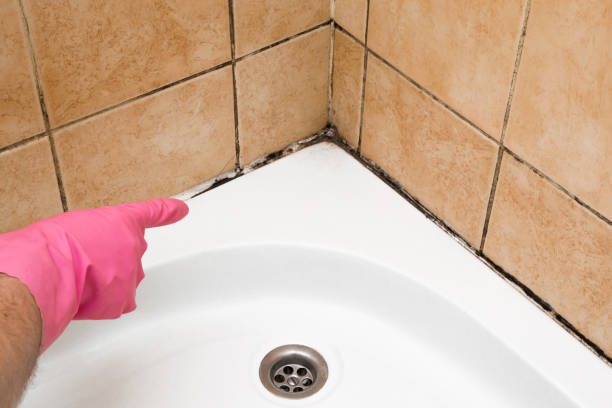 Office Mold Removal Services in Lexington, TX